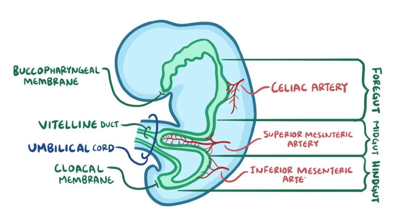 Development Of The Gastrointestinal System Video Osmosis development-of-the-gastrointestinal-system-video-osmosis