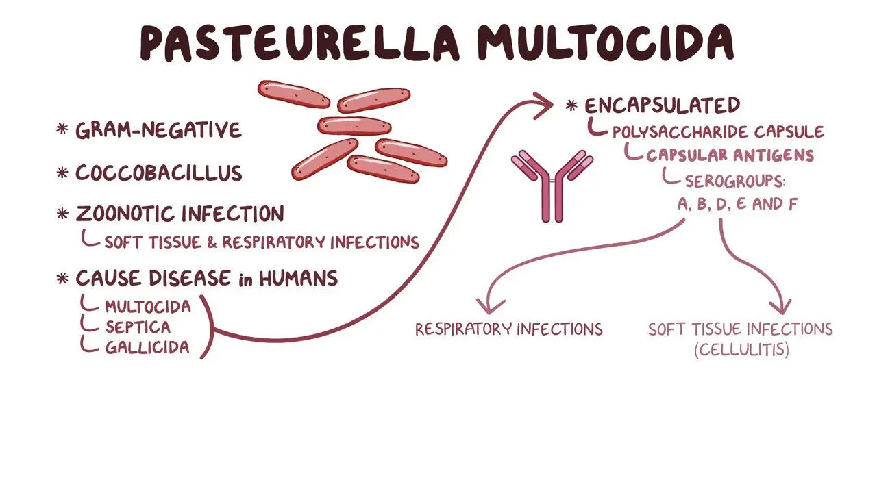 Pasteurellosis In Rabbits Pasteurella multocida: Video, Anatomy & Definition | Osmosis
