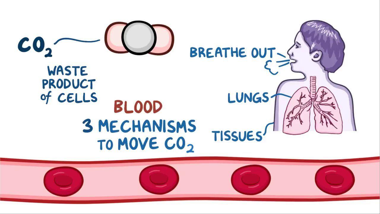 Carbon Dioxide Transport In Blood Video Anatomy Osmosis Carbon dioxide transport in blood video anatomy osmosis