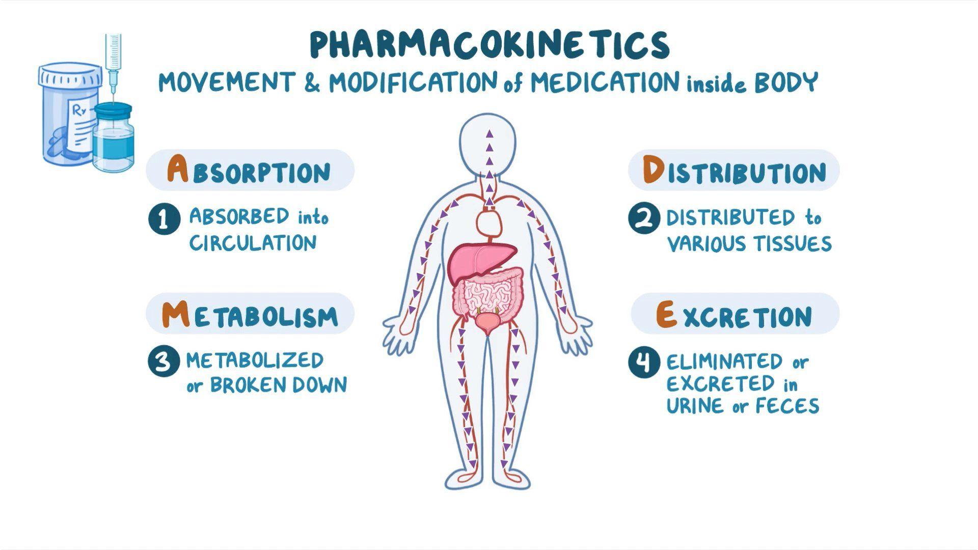 Pharmacokinetics Metabolism Nursing Pharmacology Osmosis Video Library pharmacokinetics-metabolism-nursing-pharmacology-osmosis-video-library