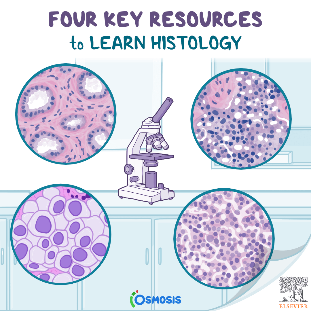 Four Key Resources to Learn Histology