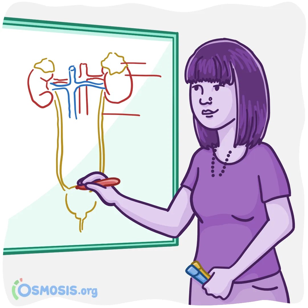 Key Resources to Study the Renal System