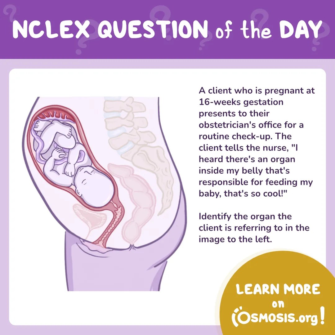 NCLEX-RN® Question of the Day: Gestational organ