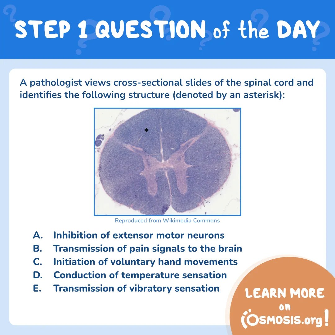 USMLE® Step 1 Question of the Day: Spinal cord structure