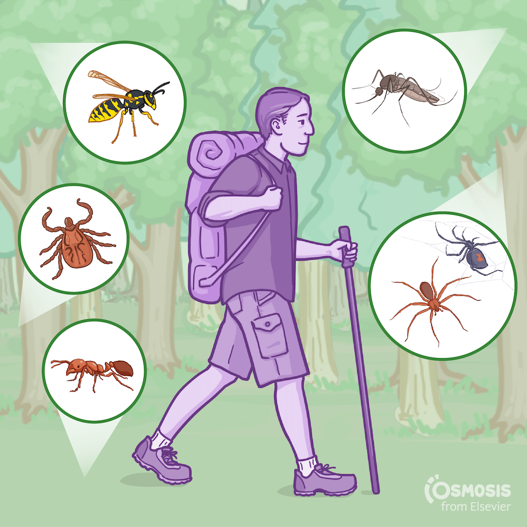 Five Summer Insects You Need to Watch Out For