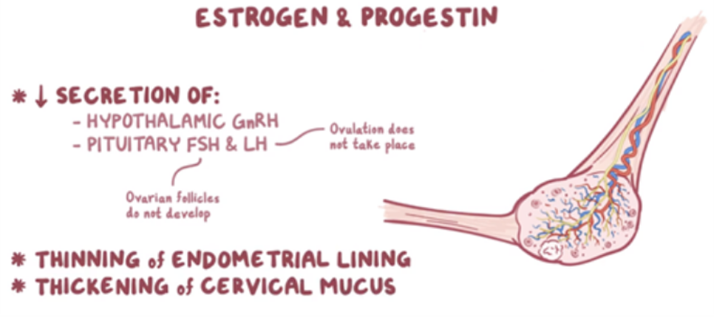 Estrogen & Progestin
* Decreased secretion of:
- Hypothalamic GnRH
- Pituitary FSH (Ovarian follicles do not develop) & LH (Ovulation does not take place)
*Thinning of endometrial lining
* Thickening of cervical mucus