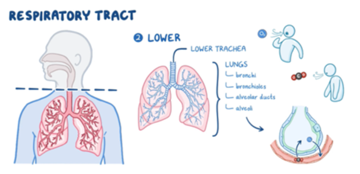 Illustration titled **“Respiratory Tract.”**
* On the left, a human figure is shown with the respiratory system highlighted. A dashed horizontal line divides the upper and lower portions, with focus on the **lower respiratory tract** below the line.
* In the center, a labeled diagram of the **lungs** shows branching airways: **lower trachea**, **bronchi**, **bronchioles**, **alveolar ducts**, and **alveoli**.
* On the right, small illustrations show:
1. A person inhaling oxygen and exhaling carbon dioxide.
2. A close-up of a **lung alveolus**, depicting gas exchange — oxygen (O₂) entering the blood and carbon dioxide (CO₂) leaving through the alveolar membrane.