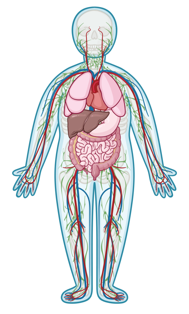Detailed anatomical illustration of a human body showing major internal organs (lungs, heart, liver, stomach, and intestines) along with the circulatory system in red and blue and the lymphatic system in green, presented within a full-body outline.