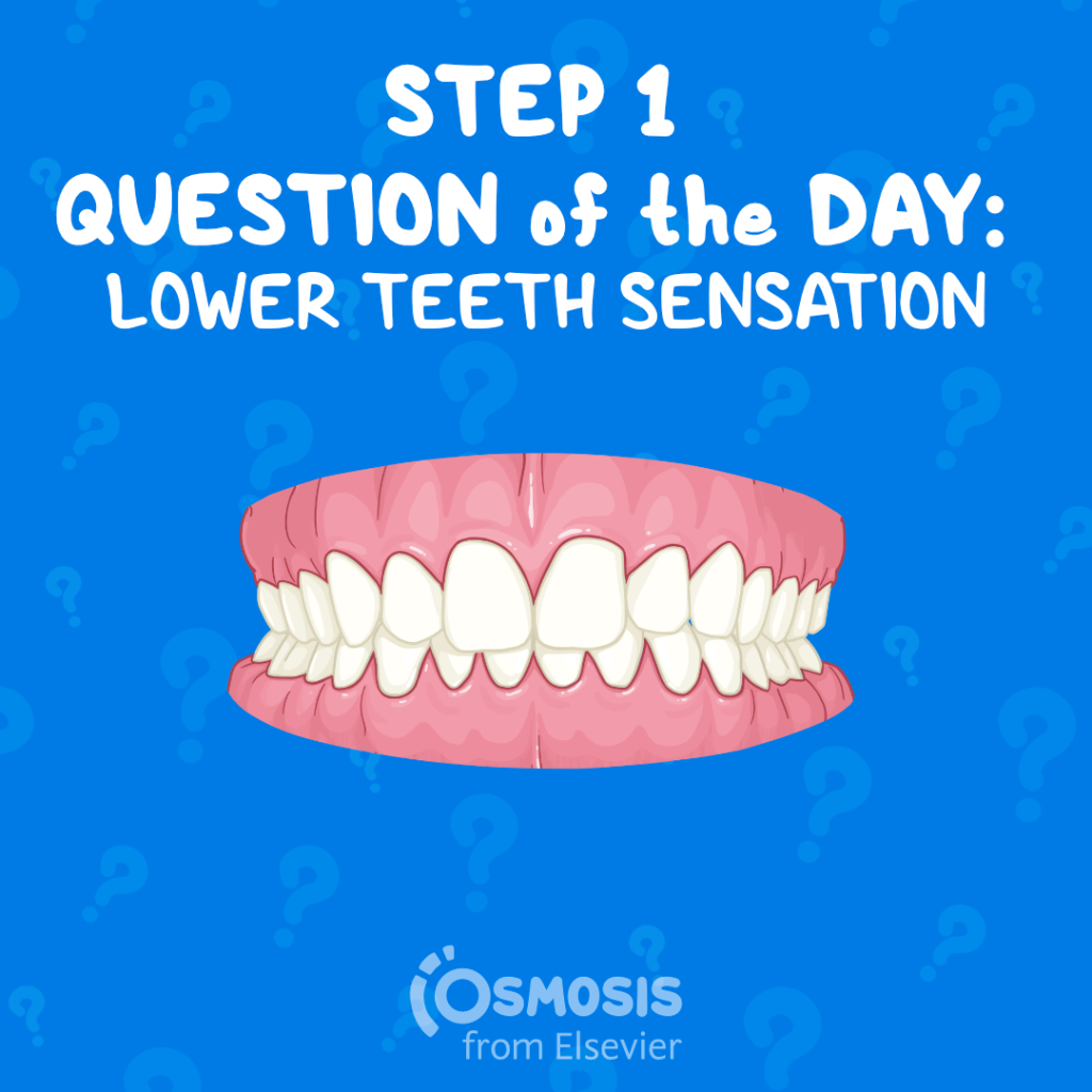 USMLE® Step 1 Question of the Day: Lower teeth sensation