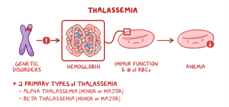 Educational graphic explaining thalassemia. It shows a genetic disorder affecting hemoglobin, leading to impaired red blood cell function and number, and resulting in anemia. The graphic notes two primary types: alpha thalassemia (minor or major) and beta thalassemia (minor or major), illustrated with icons of chromosomes, hemoglobin, and red blood cells.