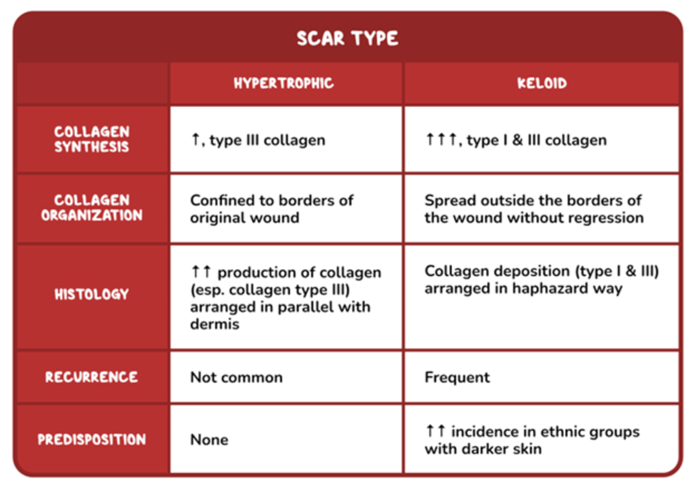 Infographic table titled “Scar Type” comparing **Hypertrophic** and **Keloid** scars across five categories.
* **Collagen Synthesis:**
* *Hypertrophic:* Increased type III collagen.
* *Keloid:* Markedly increased type I and III collagen.
* **Collagen Organization:**
* *Hypertrophic:* Scar tissue remains confined to the borders of the original wound.
* *Keloid:* Extends beyond the original wound borders and does not regress.
* **Histology:**
* *Hypertrophic:* Increased collagen production (especially type III) arranged in parallel with the dermis.
* *Keloid:* Collagen deposition (types I and III) arranged in a haphazard, disorganized pattern.
* **Recurrence:**
* *Hypertrophic:* Recurrence is not common.
* *Keloid:* Recurrence is frequent.
* **Predisposition:**
* *Hypertrophic:* No specific predisposition.
* *Keloid:* Higher incidence in ethnic groups with darker skin.
The table uses a red header and border design, with hypertrophic features in the left column and keloid features in the right column.
