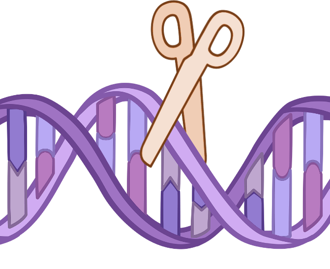 Illustration of a DNA double helix being cut by scissors, symbolizing gene editing or genetic modification (e.g., CRISPR).