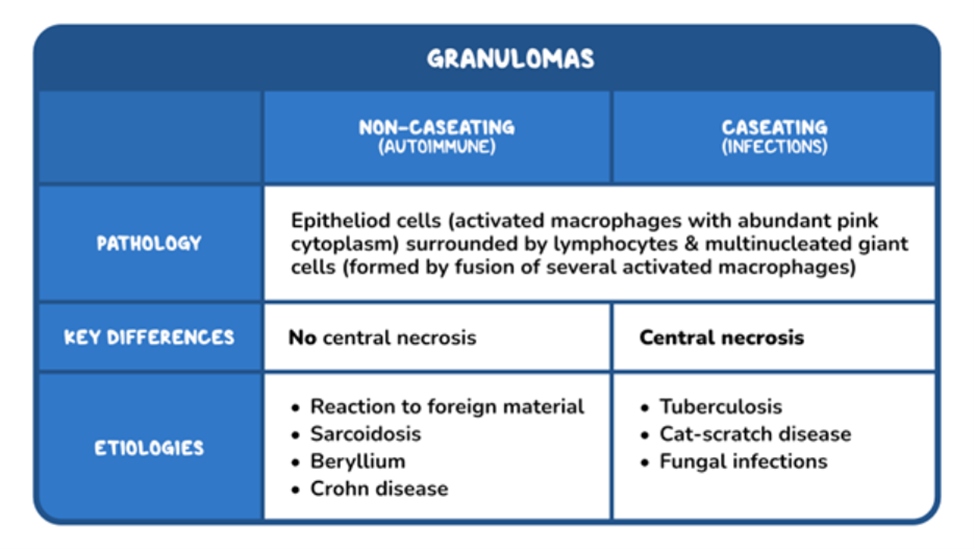 **Alt text:**
Table comparing granulomas, divided into non-caseating (autoimmune) and caseating (infectious) types. It outlines pathology, key differences, and etiologies. Non-caseating granulomas lack central necrosis and are associated with conditions like sarcoidosis and Crohn disease, while caseating granulomas show central necrosis and are linked to infections such as tuberculosis, cat-scratch disease, and fungal infections.