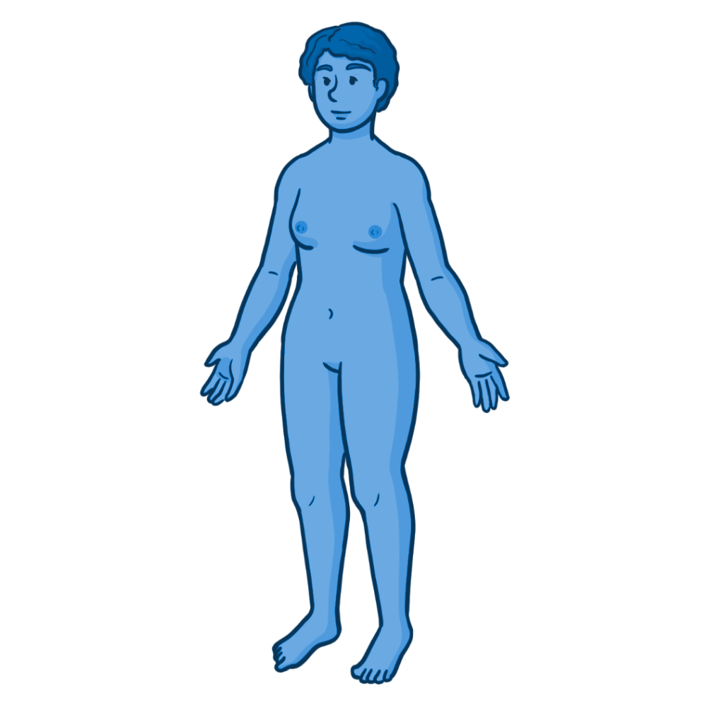 Front-facing illustration of a human body in Anatomical position, showing external anatomy in a neutral standing position, with arms slightly out to the sides, used as a general anatomical reference.