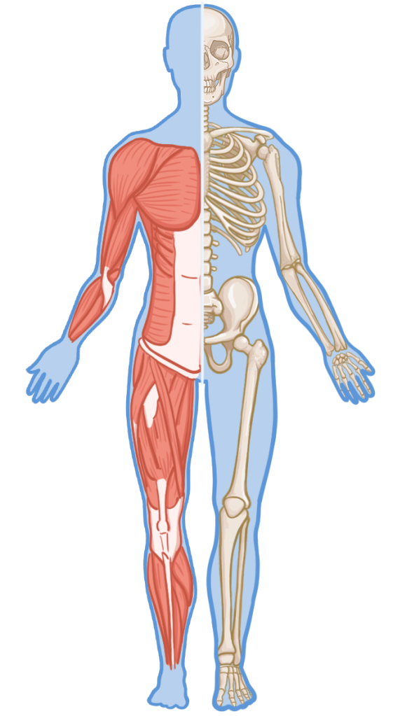 Front-facing illustration of a human body split down the middle, with one half showing muscles and the other half showing the skeleton, highlighting internal anatomy including bones and muscle groups.