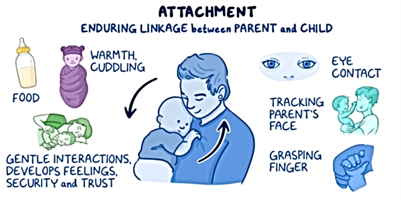 Educational graphic illustrating attachment, defined as the enduring bond between a parent and child. The image shows a caregiver holding an infant and highlights factors that support attachment, including feeding, warmth and cuddling, gentle interactions that build trust and security, eye contact, tracking a parent’s face, and grasping a caregiver’s finger.