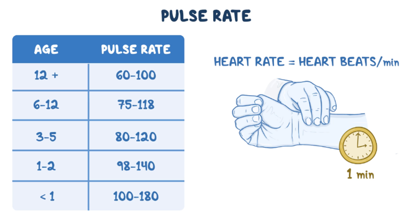 Osmosis educational graphic showing normal pulse rate ranges by age group. A table lists typical pulse rates for infants, children, and adults, ranging from 100–180 beats per minute for infants under 1 year to 60–100 beats per minute for individuals aged 12 years and older. An illustration of a hand checking a wrist pulse next to a clock emphasizes measuring heart rate as the number of heartbeats per minute.