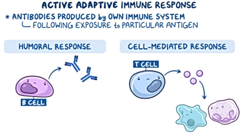 Educational graphic illustrating the active adaptive immune response. It explains that the body's own immune system produces antibodies after exposure to a specific antigen. The graphic compares the humoral immune response, in which B cells produce antibodies, with the cell-mediated immune response, in which T cells activate other immune cells to eliminate infected or abnormal cells.