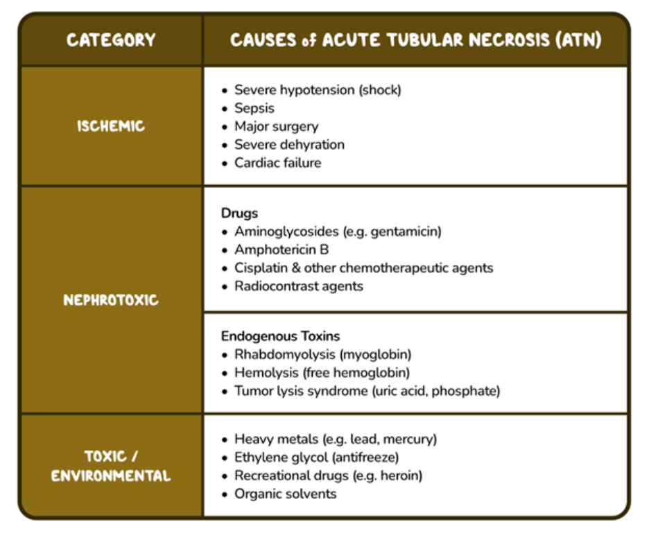 Table summarizing the causes of acute tubular necrosis (ATN), grouped into three categories: ischemic, nephrotoxic, and toxic/environmental. Ischemic causes include severe hypotension, sepsis, major surgery, severe dehydration, and cardiac failure. Nephrotoxic causes include medications (such as aminoglycosides, amphotericin B, cisplatin, and radiocontrast agents) and endogenous toxins (including myoglobin from rhabdomyolysis, free hemoglobin from hemolysis, and tumor lysis syndrome). Toxic/environmental causes include heavy metals, ethylene glycol, recreational drugs, and organic solvents.