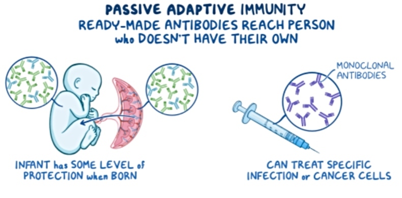 Educational graphic illustrating passive adaptive immunity, in which ready-made antibodies are transferred to a person who has not produced their own. The image shows antibodies passing from a pregnant person to a fetus through the placenta, providing protection at birth, and depicts monoclonal antibodies delivered by injection to treat specific infections or certain cancers.