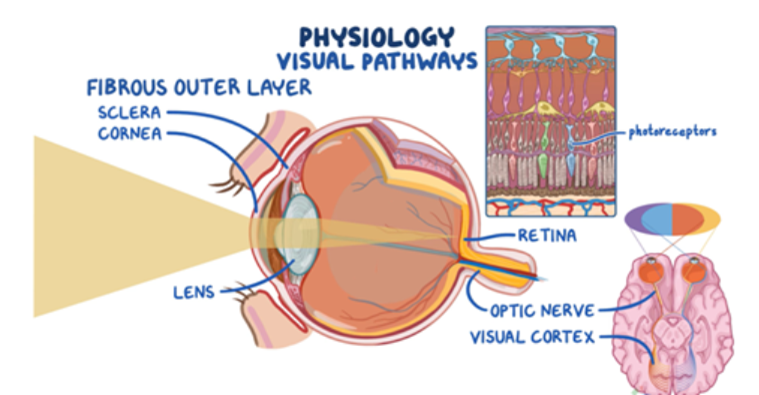 Osmosis.org educational illustration of the visual pathway. The graphic shows a cross-section of the eye with labeled structures including the sclera, cornea, lens, retina, and optic nerve. An inset illustrates the retinal layers and photoreceptors, while a diagram of the brain shows visual information traveling from the eyes through the optic nerves to the visual cortex, demonstrating how light is detected and processed into vision.