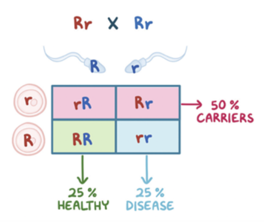 Osmosis.org style illustration of a Punnett square showing two carrier parents (Rr × Rr), with a 25% healthy, 50% carrier, and 25% disease inheritance pattern.