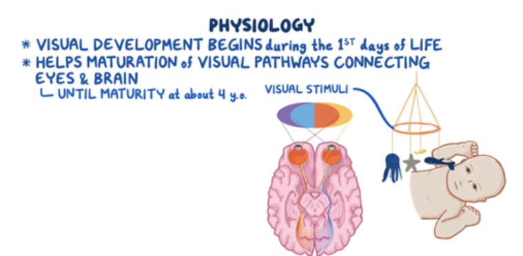 Osmosis.org educational illustration explaining the physiology of visual development. The graphic shows that visual development begins in the first days of life and helps mature the visual pathways connecting the eyes and brain through approximately 4 years of age. An illustration of an infant looking at a hanging mobile demonstrates how visual stimuli support the development of neural connections in the visual system.