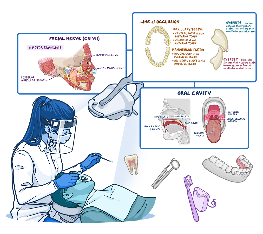 Illustration of a dentist wearing protective equipment and examining a patient in a dental chair. Surrounding educational panels display topics related to dental and oral health, including the facial nerve (cranial nerve VII), line of occlusion, and oral cavity anatomy. Dental instruments, teeth, orthodontic appliances, a toothbrush, and floss are also shown, representing dental education, oral anatomy, and clinical practice.